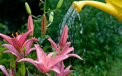 Riega tus plantas con el agua de lluvia